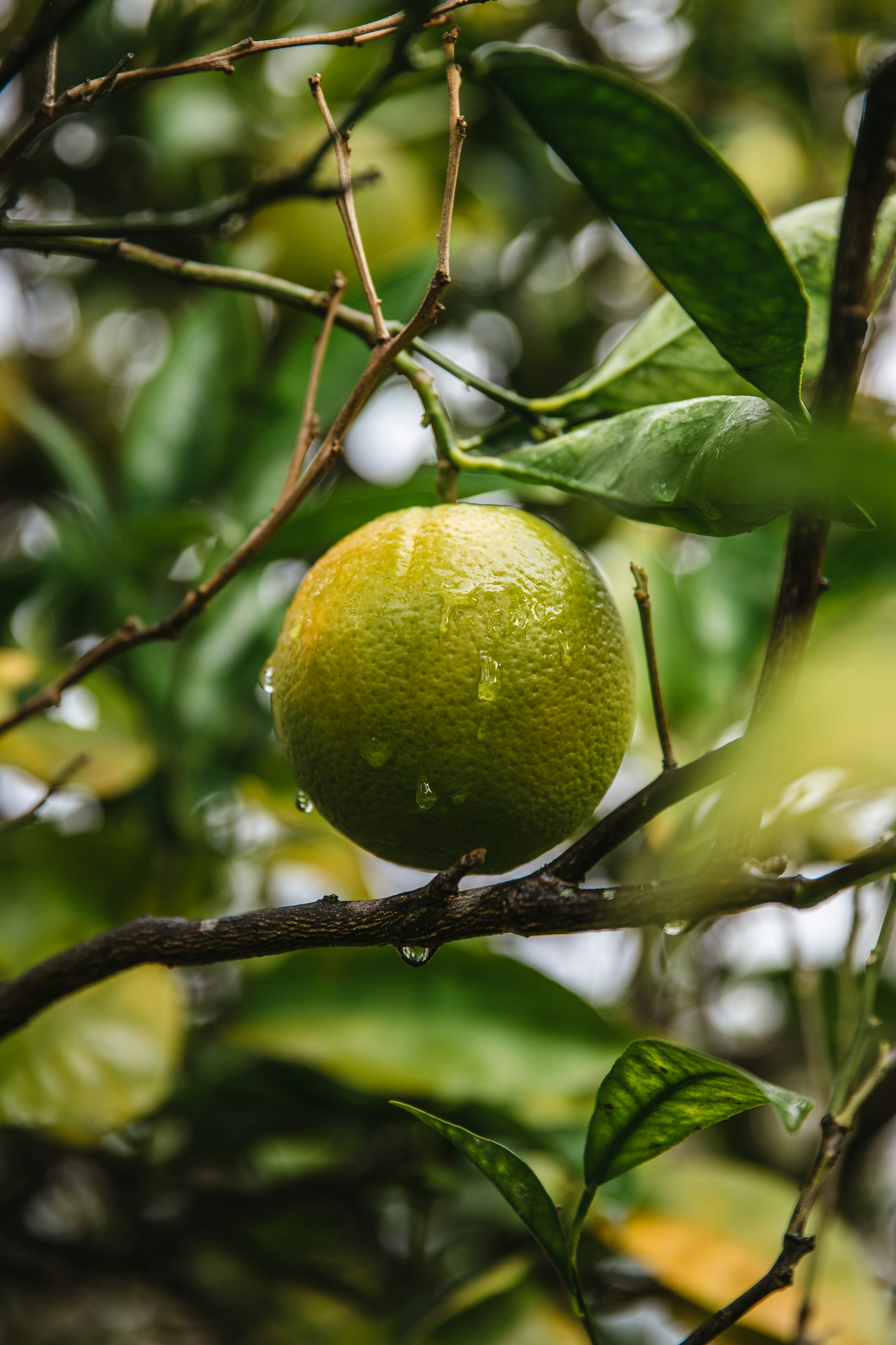 Citrus